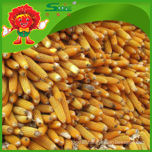 Animal feed yellow corn maize wholesale
